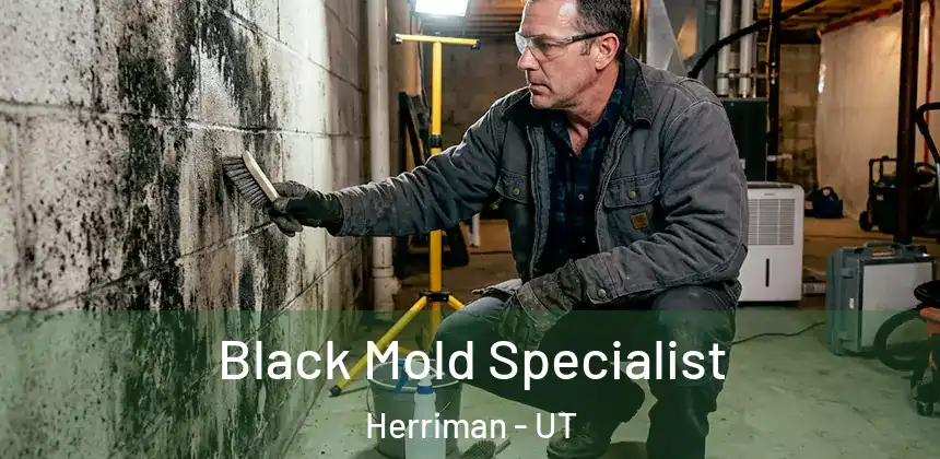  Black Mold Specialist Herriman - UT